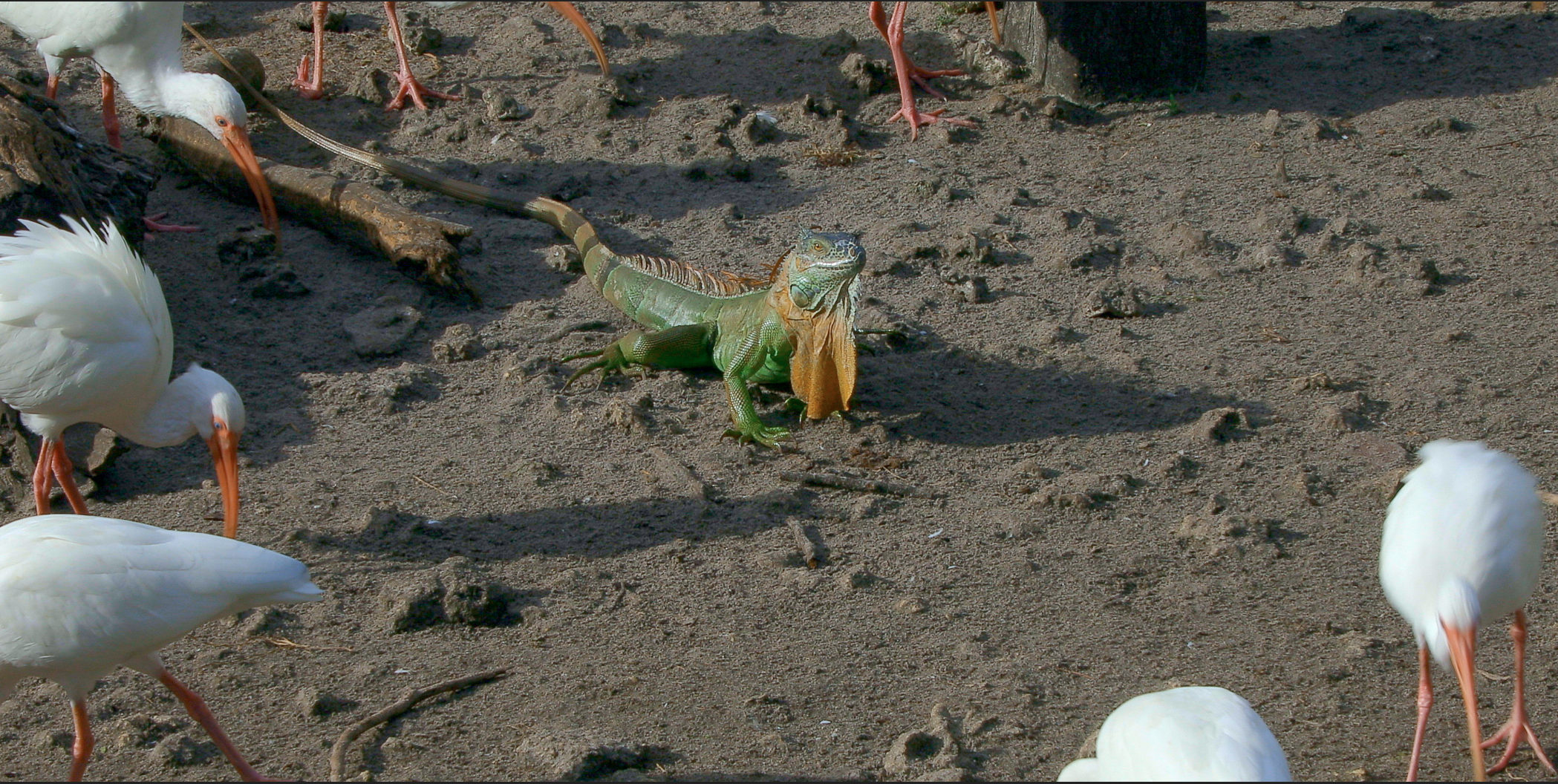  Young Iguana among Ibis 