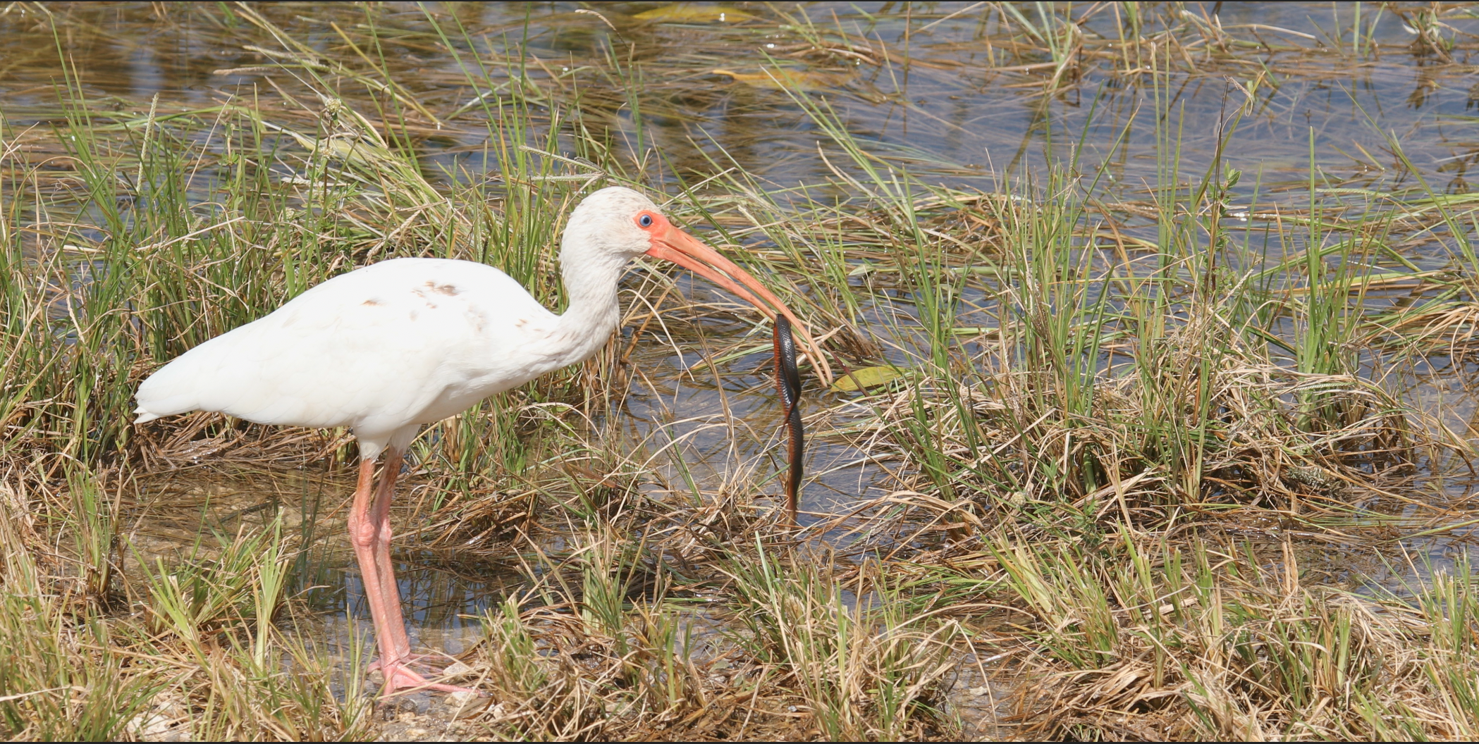  Ibis with a Red Bellied Snake 
