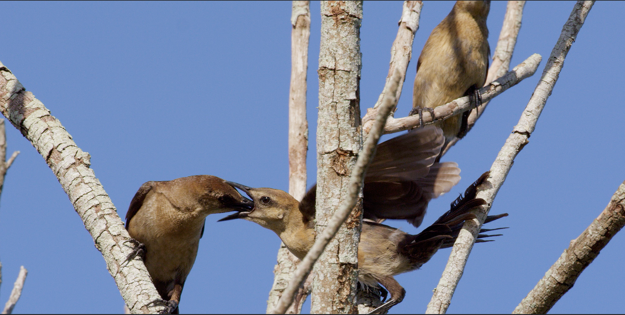  Female Grackle feeding young 