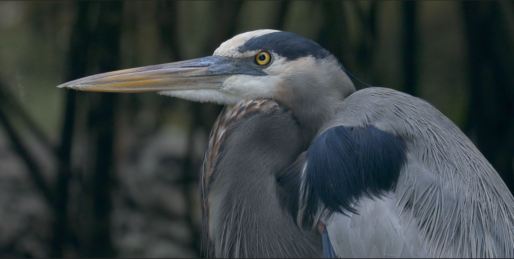  Great Blue Heron 