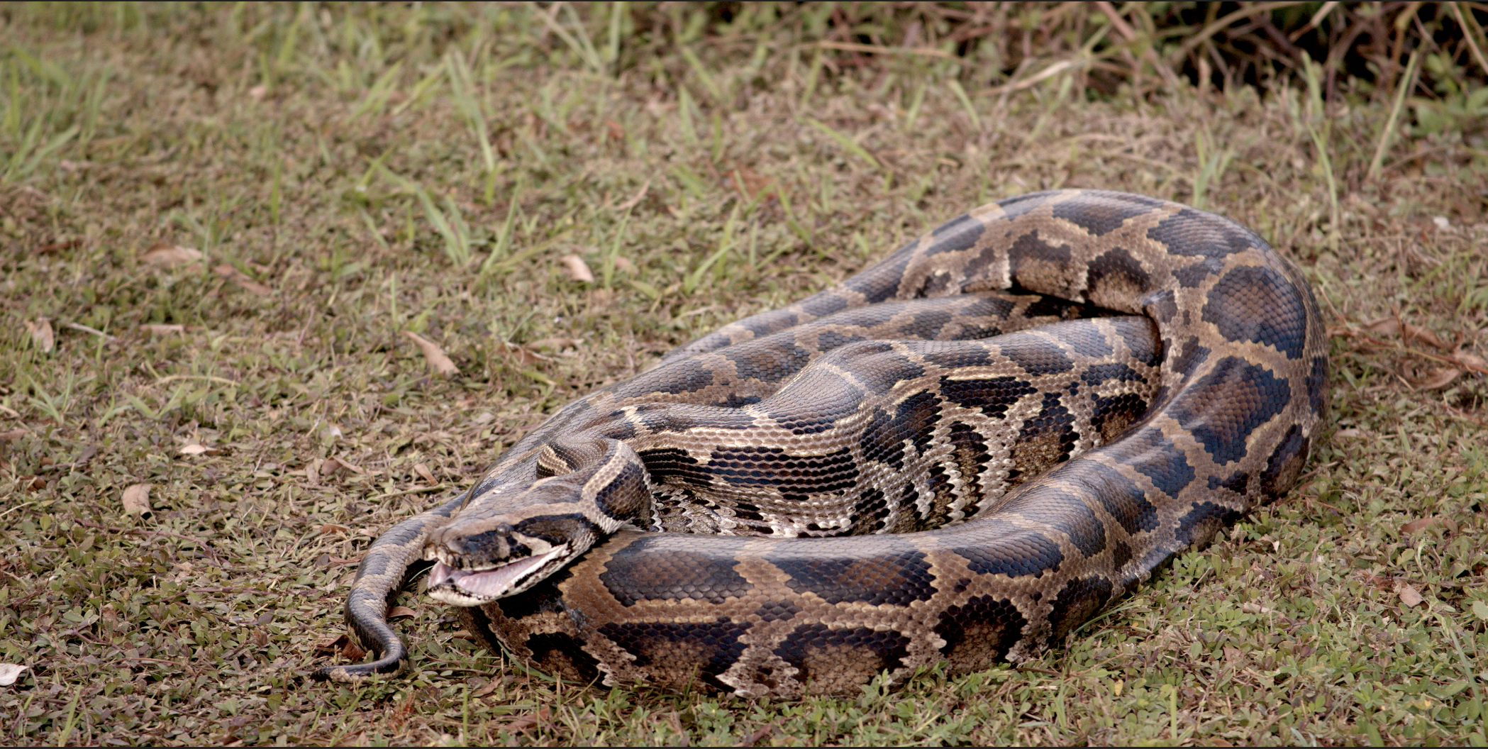 Bermese Python that just ate 