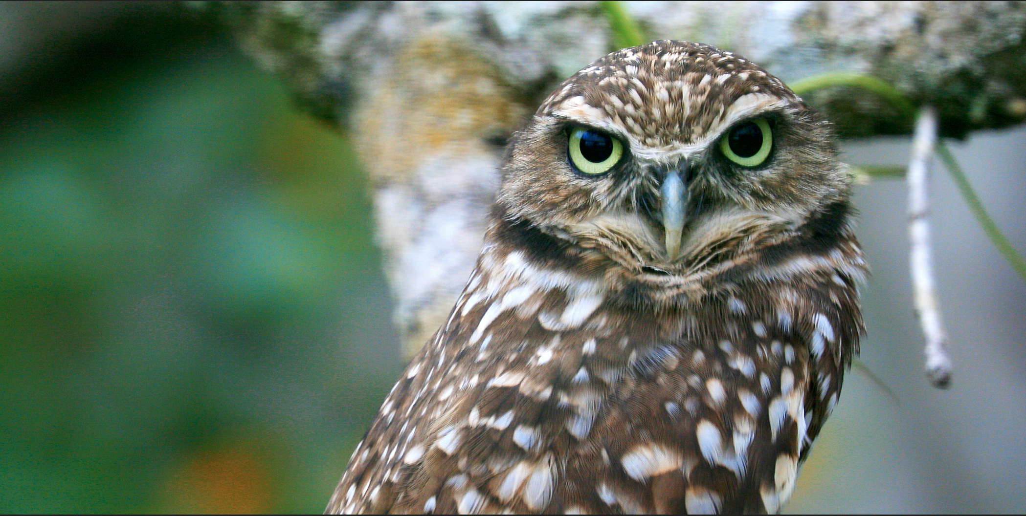  Burrowing Owl 