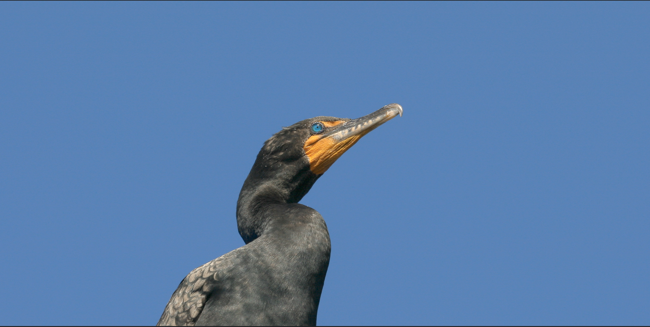  Cormorant 