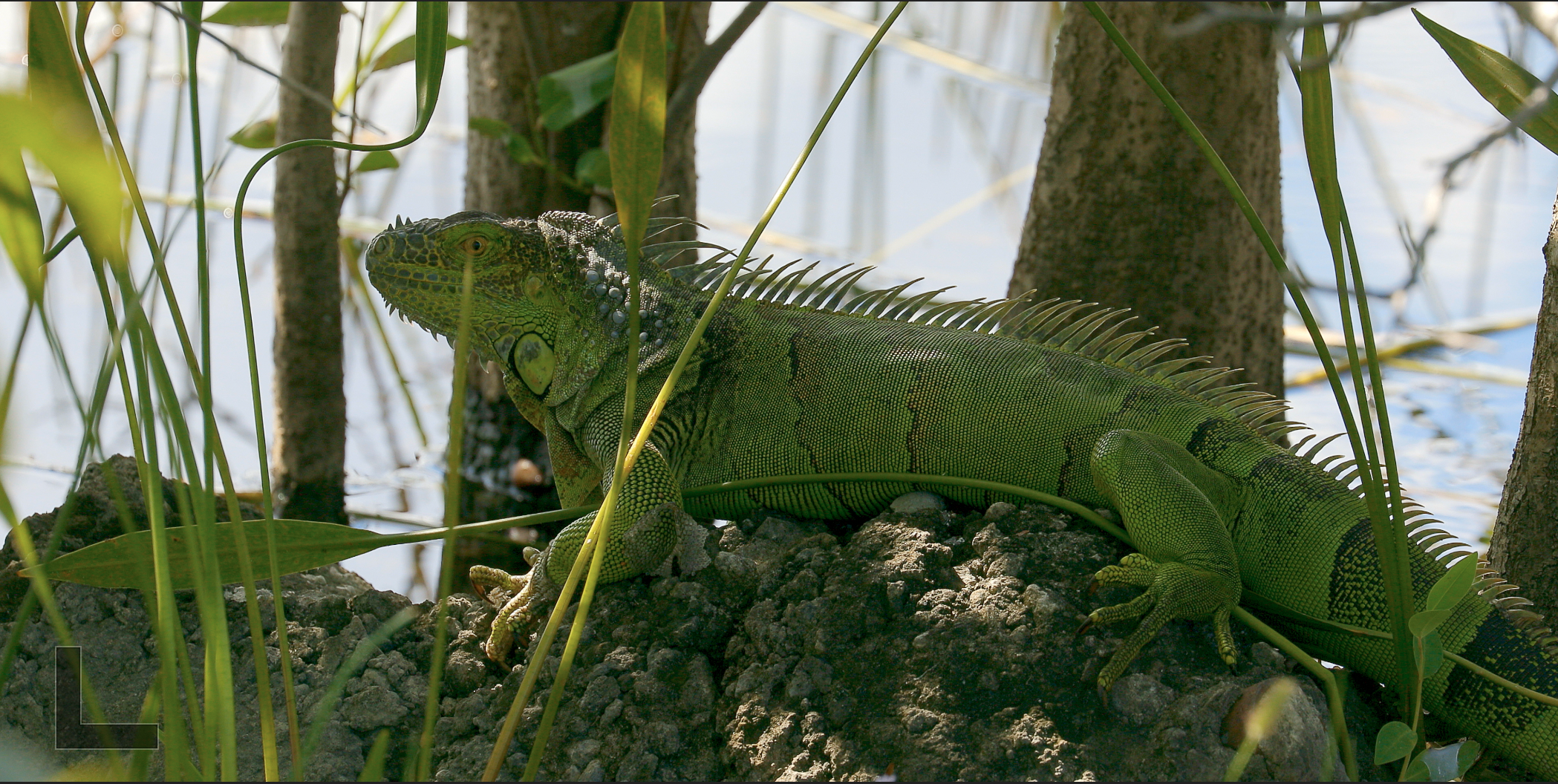  Adult Green Iguana 