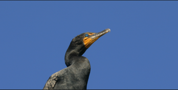  Cormorant 