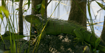  Adult Green Iguana 
